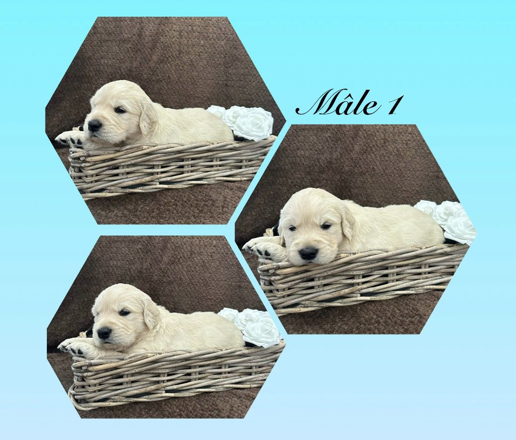 Angelina Legros - Chiots disponibles - Golden Retriever