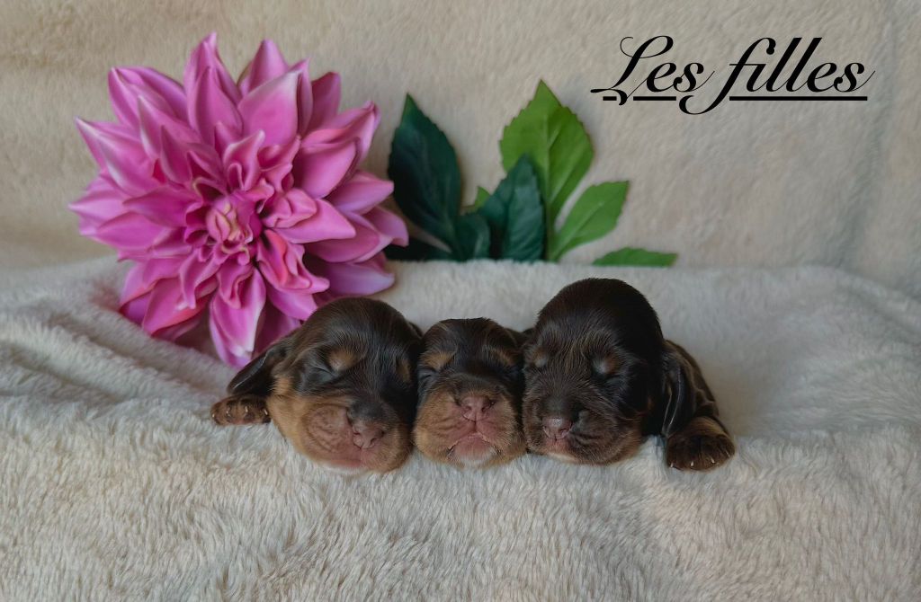 Angelina Legros - Chiots disponibles - Cocker Spaniel Anglais