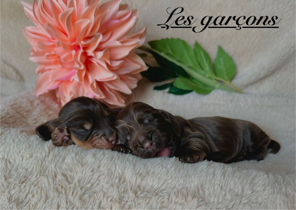 Angelina Legros - Chiots disponibles - Cocker Spaniel Anglais