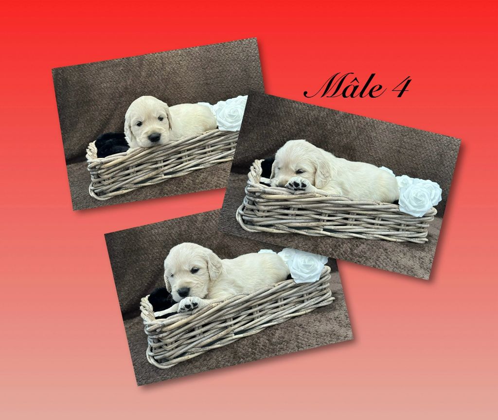 Angelina Legros - Chiots disponibles - Golden Retriever