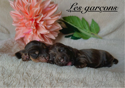 CHIOT 1 