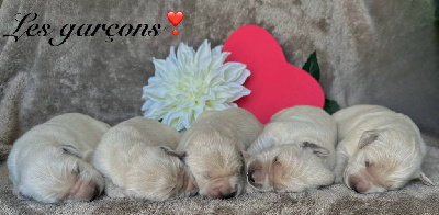 CHIOT 2