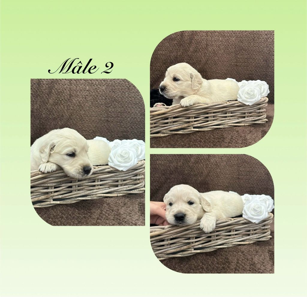 Angelina Legros - Chiots disponibles - Golden Retriever