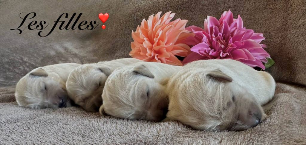Angelina Legros - Chiots disponibles - Golden Retriever