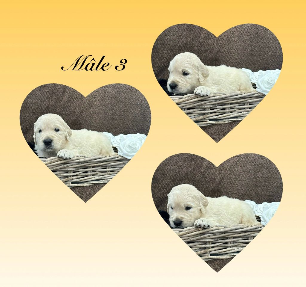 Angelina Legros - Chiots disponibles - Golden Retriever