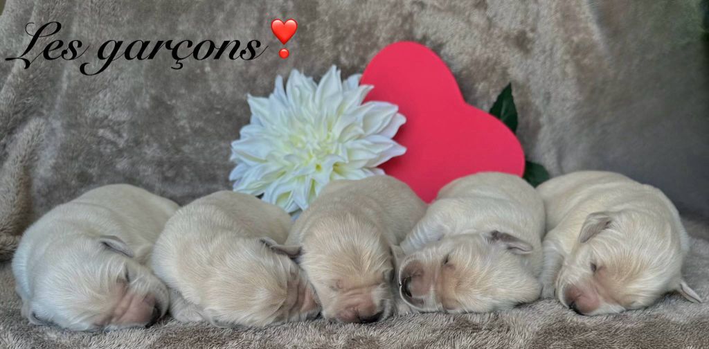 Angelina Legros - Chiots disponibles - Golden Retriever